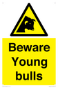 beware-young-bulls~